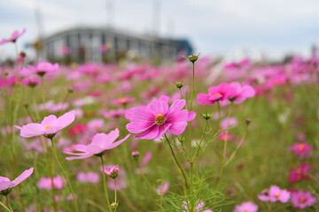 Obraz premium コスモスと豊田スタジアム遠景