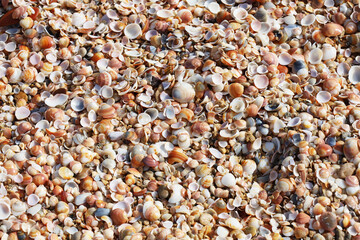 Closeup view of sea shells as background