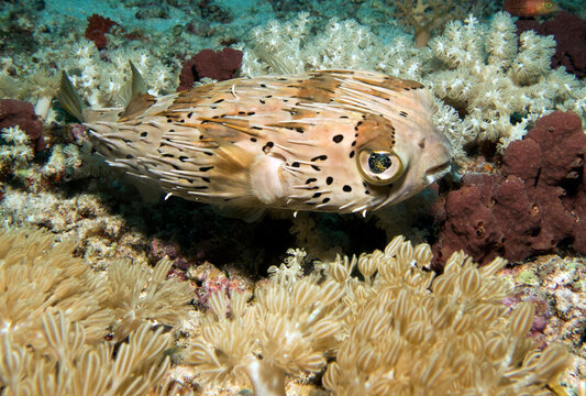 A Masked Porcupinefish swimming amongst soft corals Boracay Island Philippines