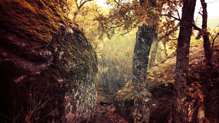 Forest of la Herrería in autumn in San Lorenzo del Escorial, privincia of Madrid. Spain