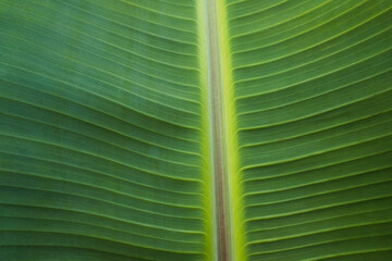 Texture background of fresh green Banana Leaf