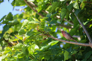 A male house finch with orangey-red face and chest and brown perched on a tree branch.