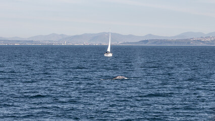 Sail boat and back of a gray whale diving into the water.