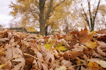 Autumn leaves on the ground