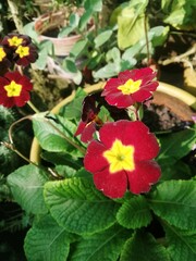 flor roja