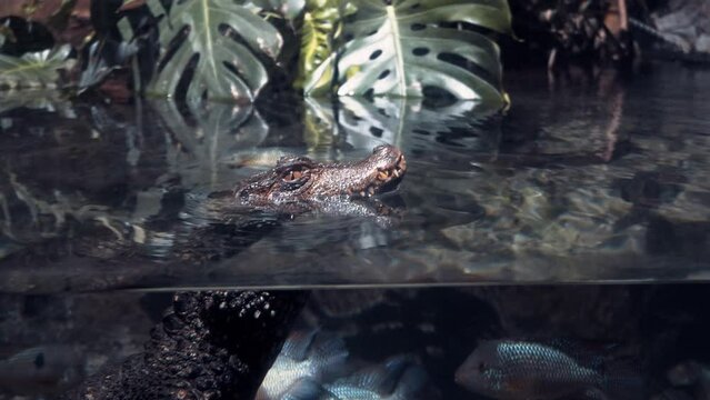 Wide angle shot of head of a crocodile as it floats in the middle of many exotic fishes at Chester Zoo, UK.