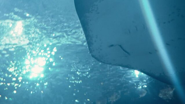 close up of Manta ray fish swimming underwater at Chester Zoo, UK.