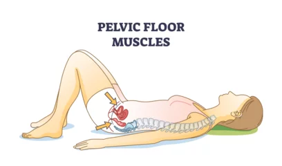 Foto auf Alu-Dibond Pelvic floor muscles anatomical location in female body outline diagram. Educational woman with inner muscular coccygeus, ileococcygeus and pubococcygeus vector illustration. Kegel exercises parts. © VectorMine