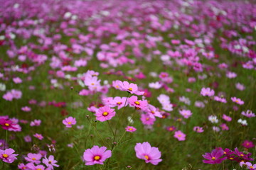 一面に咲いたコスモス