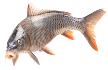 Fish carp