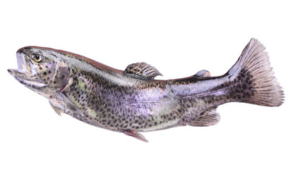 Naklejka premium Fish trout isolated