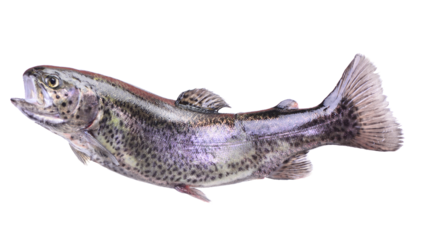 Fish trout isolated