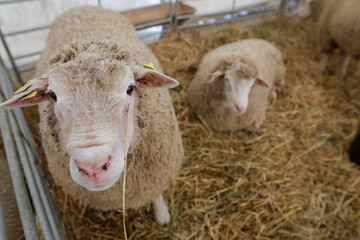Shallow depth of field (selective focus) image with breeds of sheep at a farming fare.
