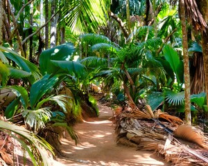 Scenery from a jungle with tropical palm trees