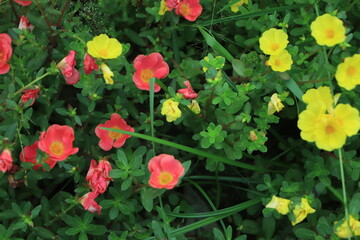 Ros jepun, Portulaca Grandiflora Hook, Portulacaceae