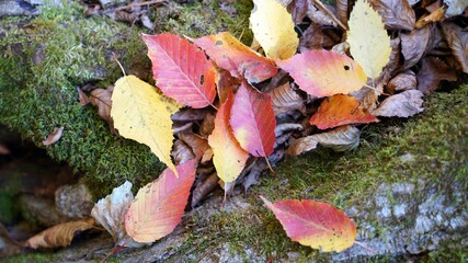 Beautiful autumn landscapes and maple leaves in Korea