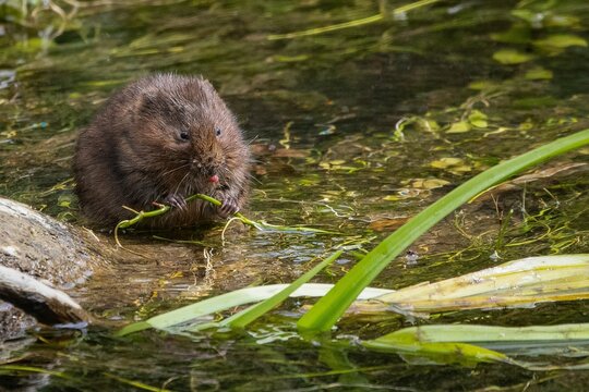 European water vole(water rad) in the river