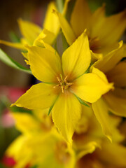 Obraz premium Background image of yellow perennial wildflowers Lysimachia punctata