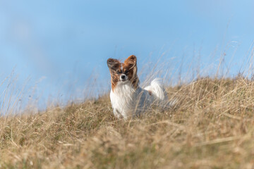 Continental Toy Spaniel on a walk in a meadow.