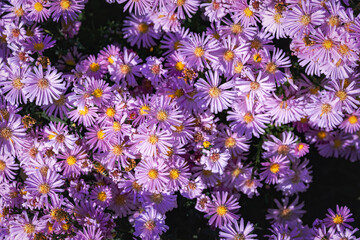 Beautiful background of aster flowers. Background with pink asters. Aster Alpine, a perennial plant. Purple September flowers in the garden. Autumn background with bright pink aster flowers. 