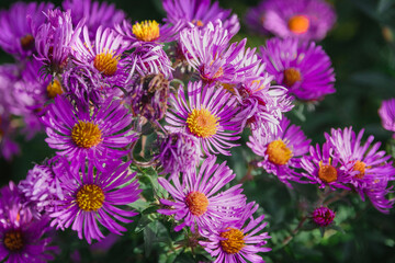 Beautiful background of aster flowers. Purple September flowers in the garden. Background with pink asters. Aster Alpine, a perennial plant. Autumn background with bright pink aster flowers.