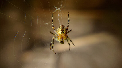 A garden spider with green eyes hanging on a web