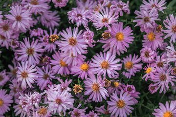 Fototapeta premium Purple September flowers in the garden. Beautiful background of aster flowers. Background with pink asters. Autumn background with bright pink aster flowers. Aster Alpine, a perennial plant. 