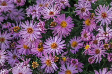 Purple September flowers in the garden. Autumn background with bright pink aster flowers. Beautiful background of aster flowers. Background with pink asters. Aster Alpine, a perennial plant. Floral ba