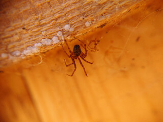 Selective focus of a spider under the ceiling close-up