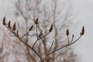 Branch of a dried, brown Betula uber(Virginia round-leaf birch) in autumn, close-up