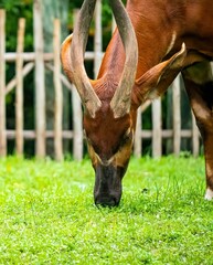 Vertical portrait of a bongo antelope (Tragelaphus eurycerus) grazing in the field