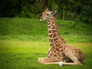 Gordijnen Cute giraffe sitting on the grass at the zoo © Images By Sjs/Wirestock Creators