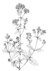 Oregano flowering twig (Origanum vulgare) botanical drawing. Ink on paper.