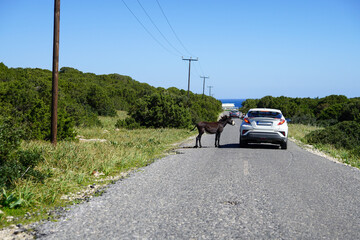 Karpaz peninsula, donkeys asking for food from vehicles while crossing the road to the cape