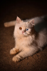 Persian cat with beautiful eyes