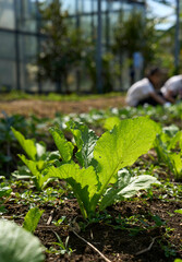 Closeup greens in a vegetable field, organically grown            
