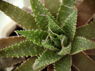 Fototapeta premium Top view of a green aloe plant in a pot