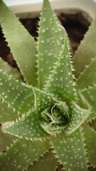 Background image of an aloe plant close-up in a pot