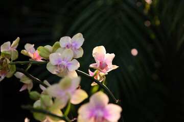 Closeup beautiful orchid ,outdoor garden