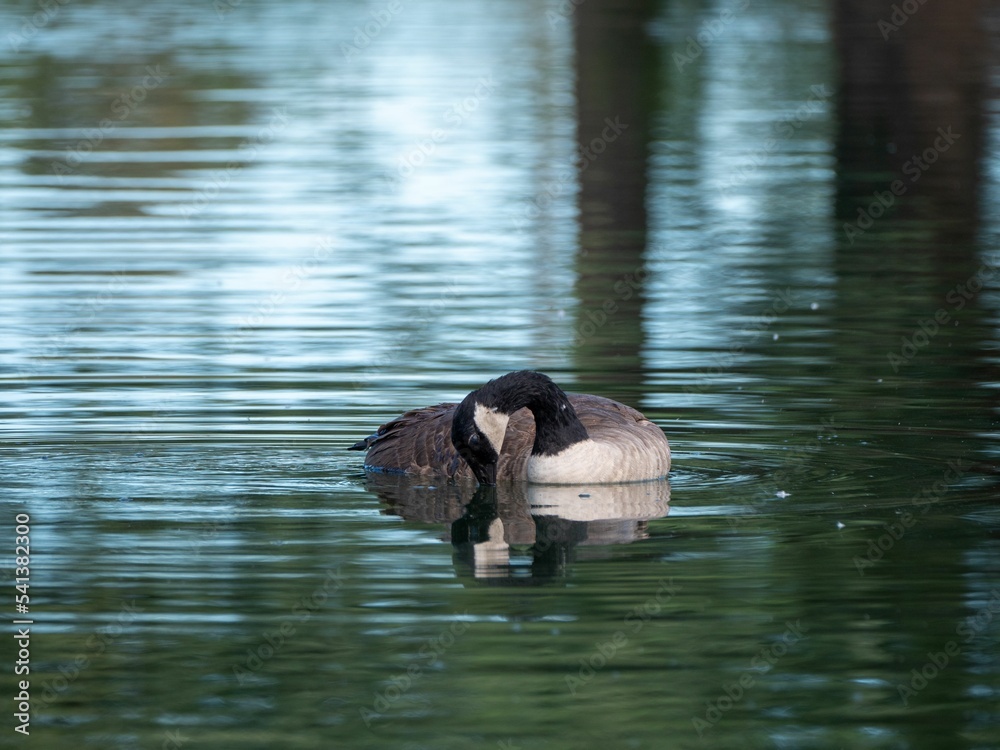 Poster Closeup of a brent goose (Branta bernicla) swimming in a reflective lake