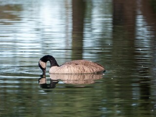 Closeup of a brent goose (Branta bernicla) swimming in a reflective lake