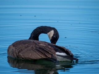 Closeup of a brent goose (Branta bernicla) swimming in a reflective lake
