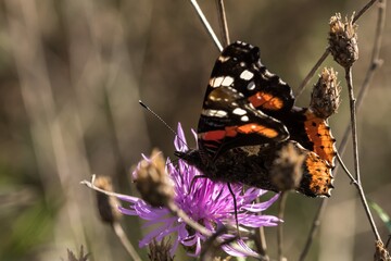 Ein bunter Schmetterling sucht Nektar auf einer Distelblüte © biggi62