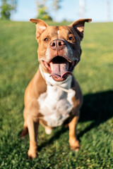 Beautiful Purebred Dog Portrait