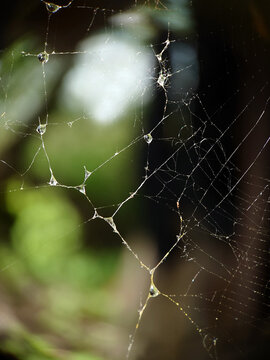 Background image of a wet web in the afternoon