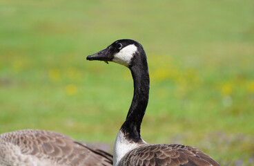 Portrait of a Canada goose with a green background. Close-up of the head. Branta canadensis.
