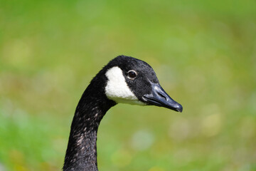 Portrait of a Canada goose with a green background. Close-up of the head. Branta canadensis.
