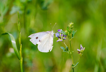 Small cabbage white on a flower. White butterfly collects nectar. Insect close-up. Pieris rapae.
