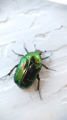 A green beetle crawls on a white wooden surface