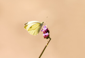 Large cabbage white on a purple flower. White butterfly collects nectar. Insect close-up. Pieris...